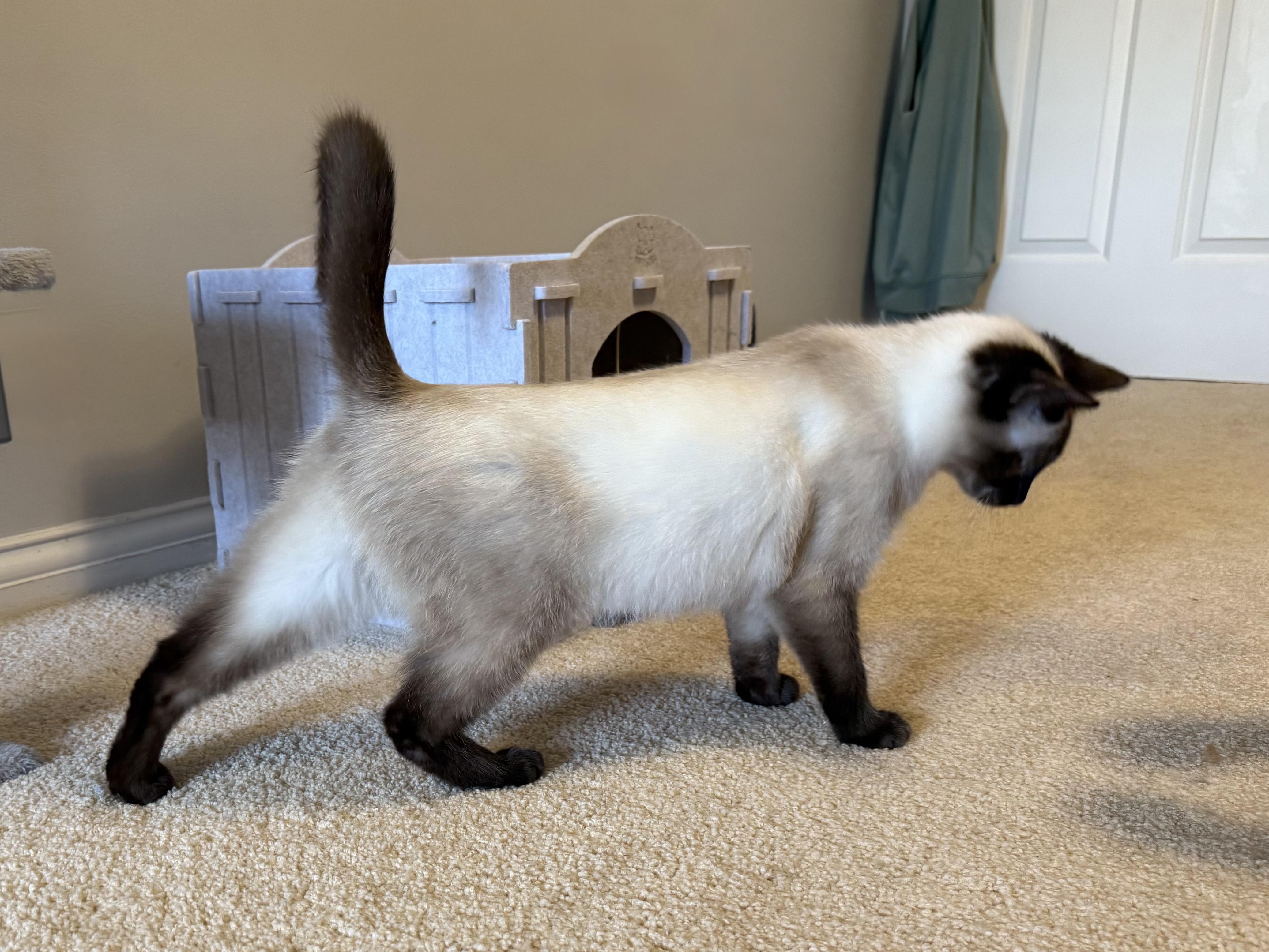 Enlarge Holly, an adopted Siamese in Lexington, KY image 1/5