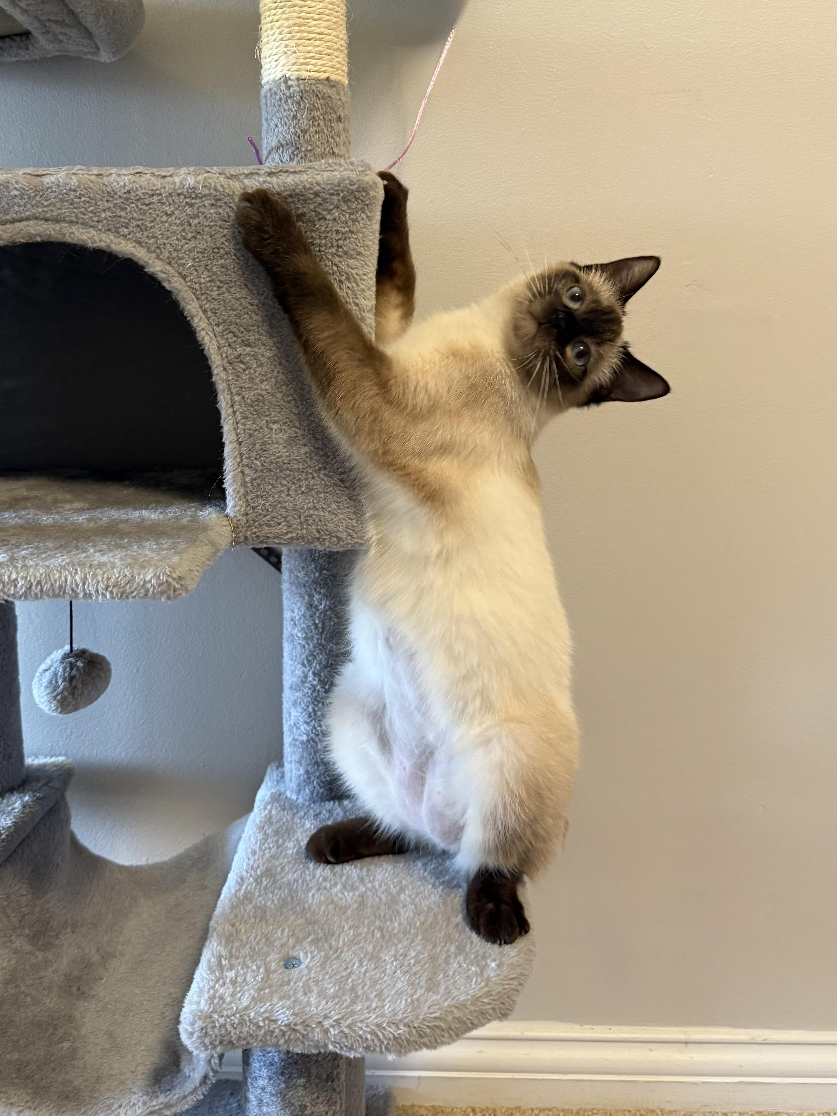 Enlarge Holly, an adopted Siamese in Lexington, KY image 4/5