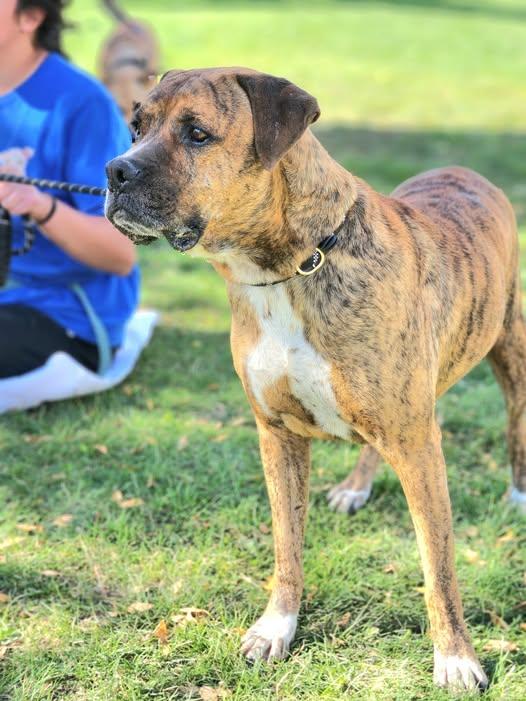 Bobby, Adoptable, Adult Male Boxer.
