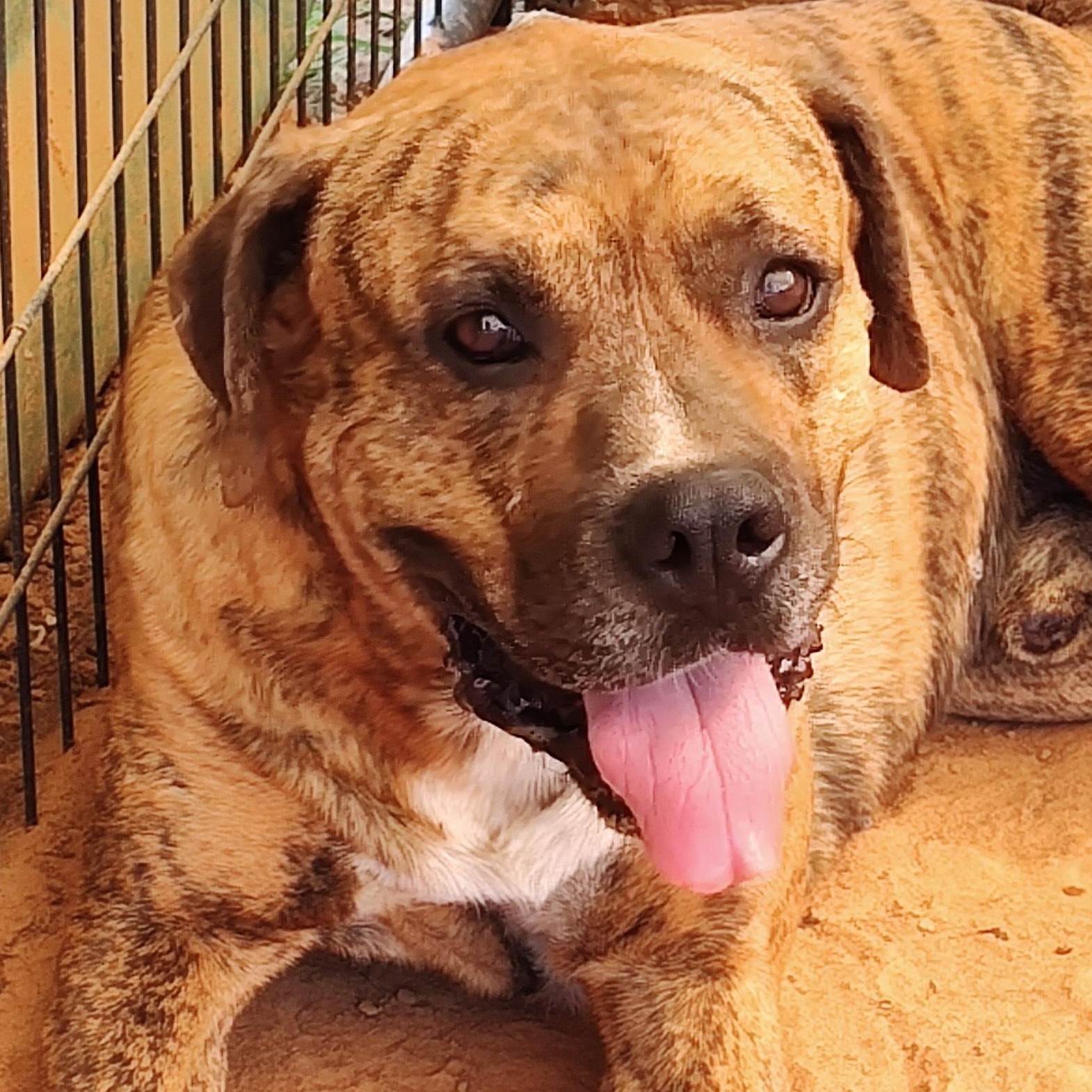 Bobby, a Adoptable mixed breed in Paradise, TX image 2/4