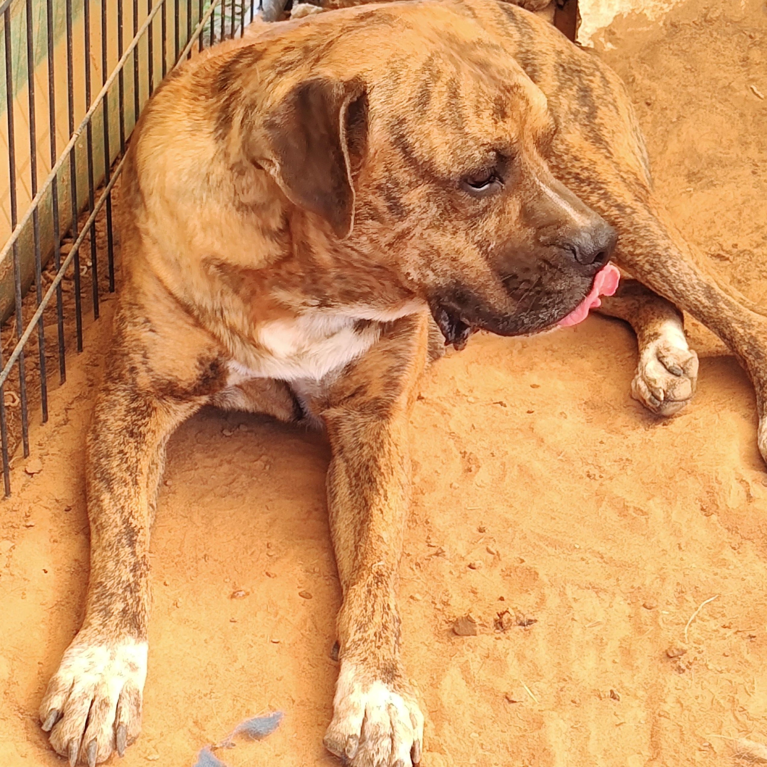 Bobby, a Adoptable mixed breed in Paradise, TX image 3/4