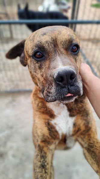 Bobby, a Adoptable mixed breed in Paradise, TX image 4/4