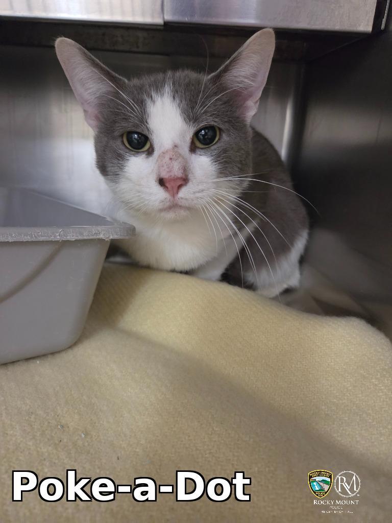 Poke-a-Dot, Adoptable, Adult Female Domestic Short Hair.
