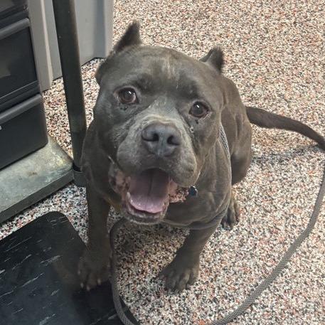 Enlarge Hunky, a Adoptable mixed breed image 1/6