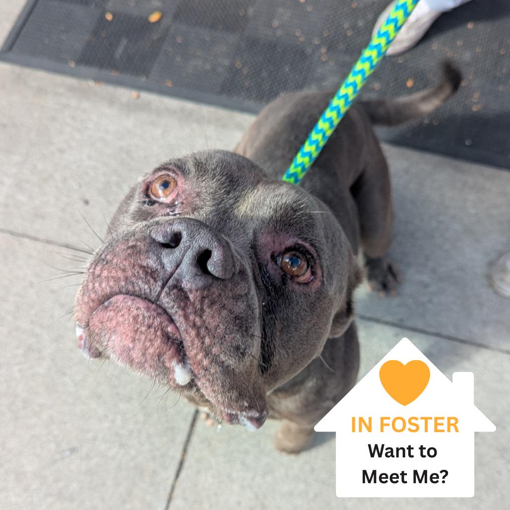 Enlarge Hunky, a Adoptable mixed breed image 2/6