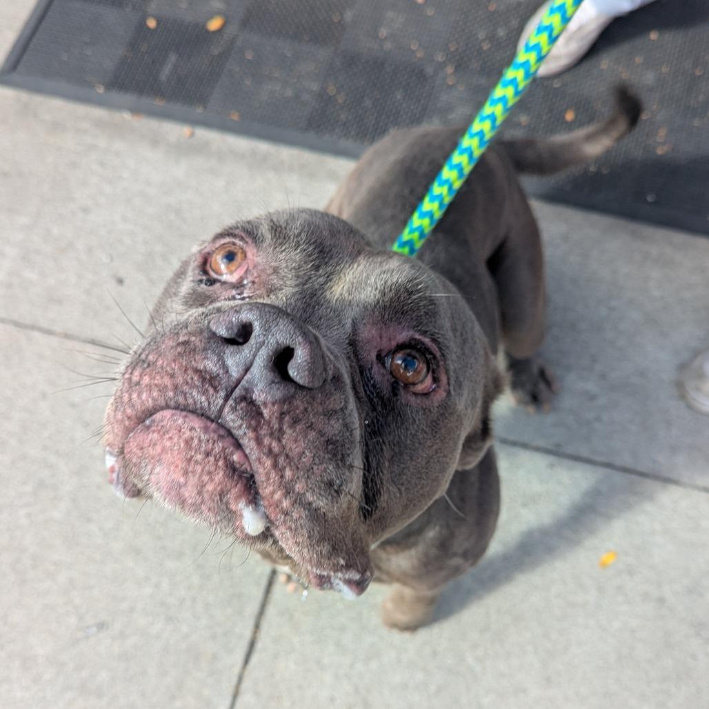 Enlarge Hunky, a Adoptable mixed breed image 3/6