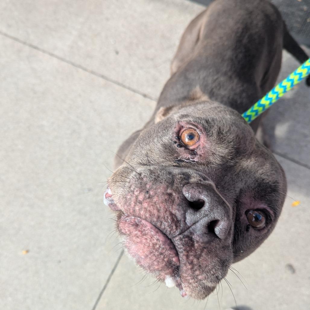 Enlarge Hunky, a Adoptable mixed breed image 4/6