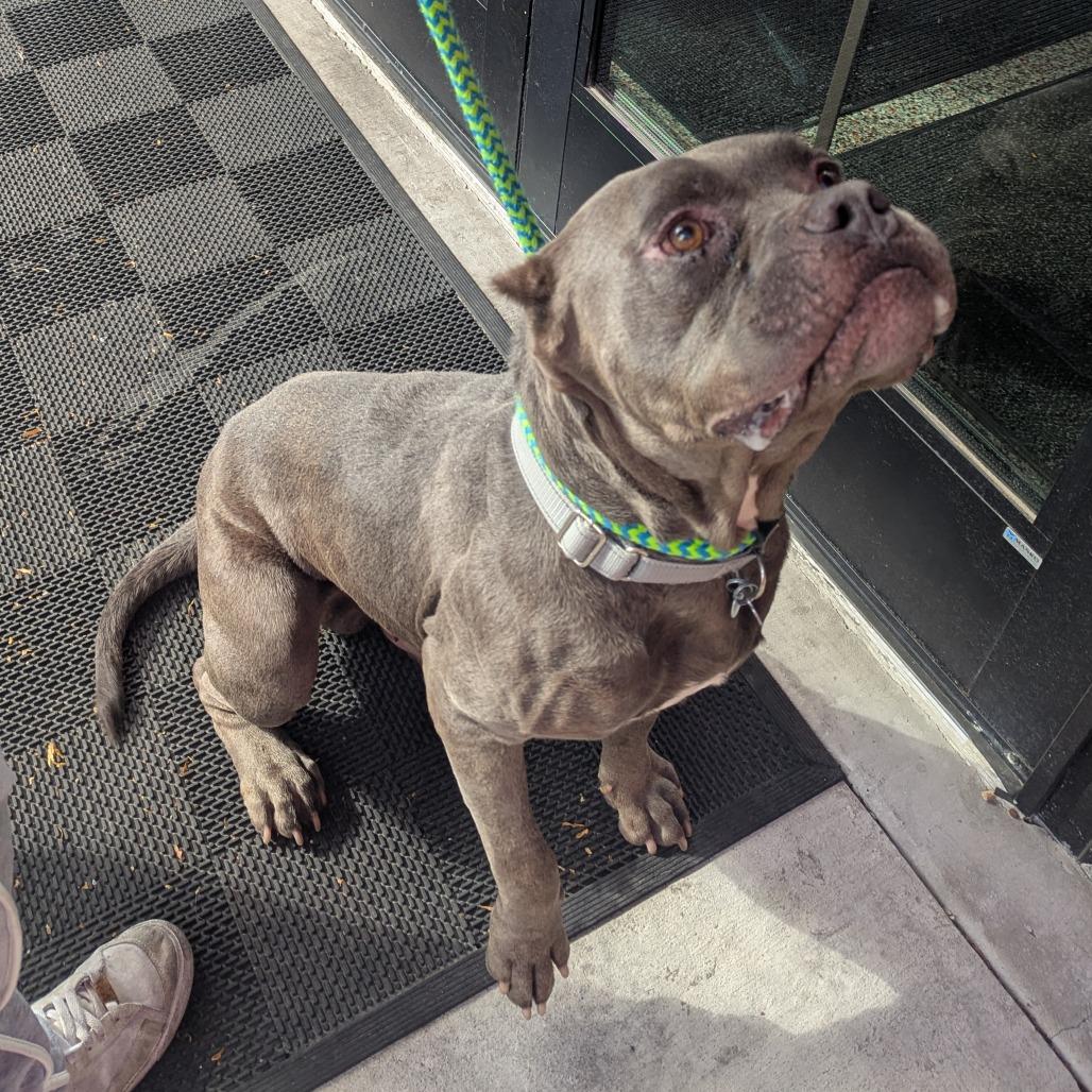 Enlarge Hunky, a Adoptable mixed breed image 5/6