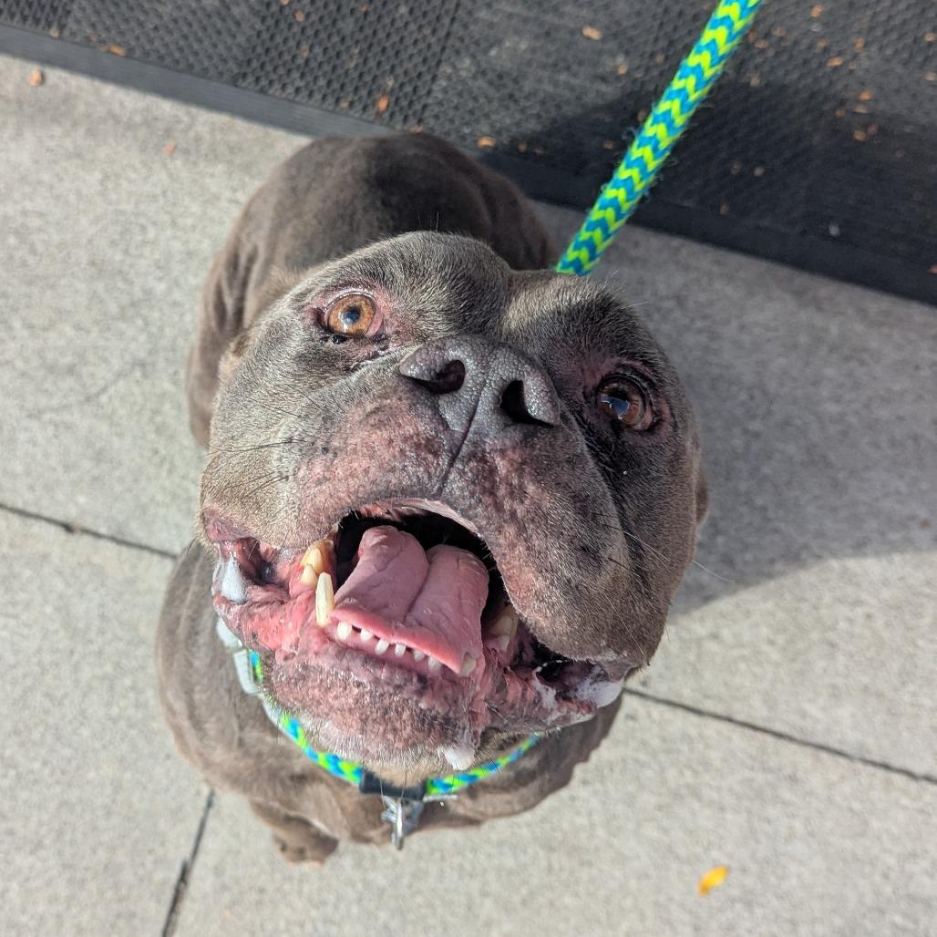 Enlarge Hunky, a Adoptable mixed breed image 6/6