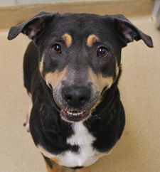 Enlarge Josie, a Adoptable Australian Kelpie in Silver Spring, MD image 1/2