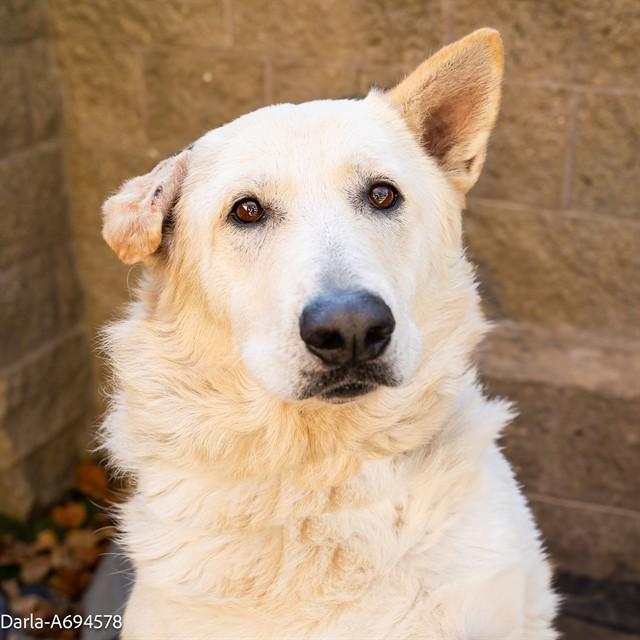Enlarge DARLA, a Adoptable German Shepherd Dog in Sacramento, CA image 1/1