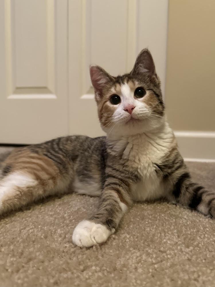 Daisy (Bonded with Dewey), a Adoptable mixed breed in Wheaton, IL image 3/5