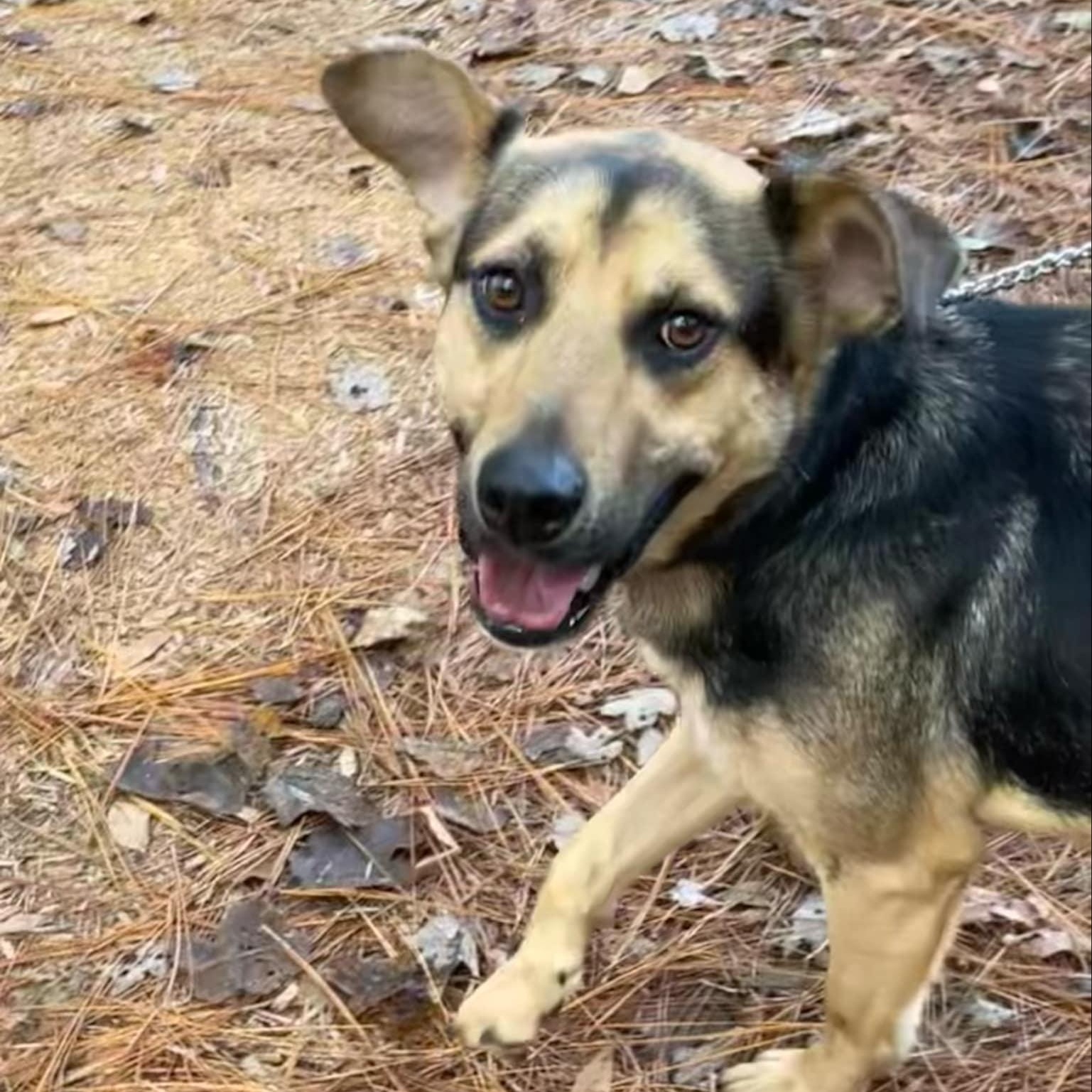 Dylan, ADOPTABLE, Young Male Shepherd.