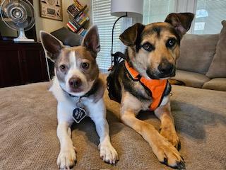 Dylan, a ADOPTABLE Shepherd in Manhasset, NY image 3/4