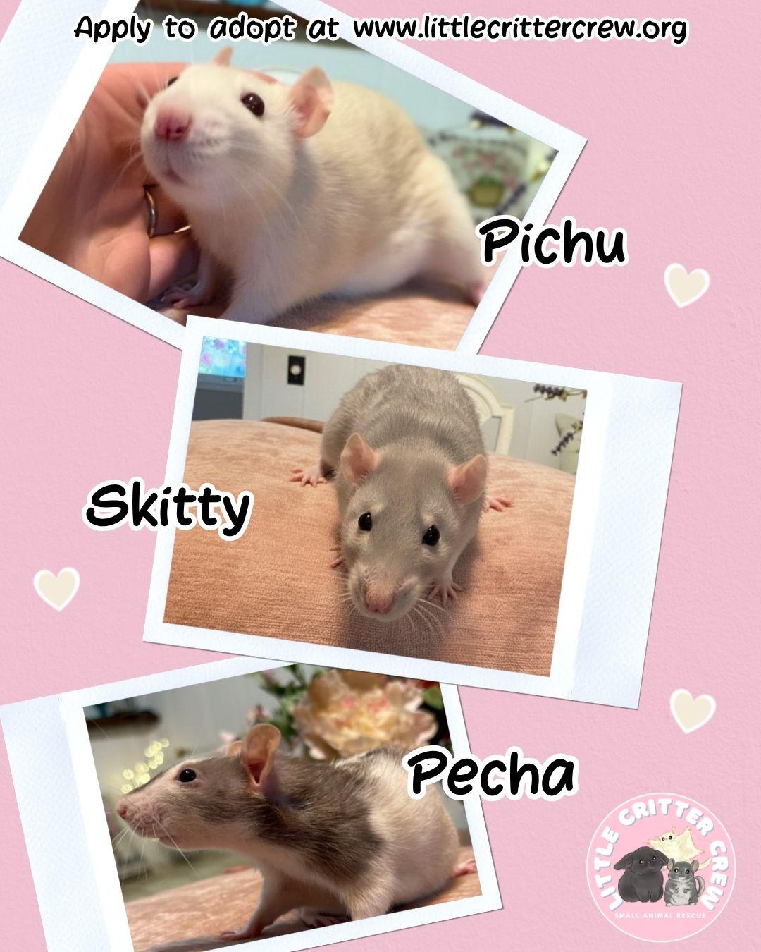 Pecha, Pichu & Skitty, ADOPTABLE, Adult Female Rat.