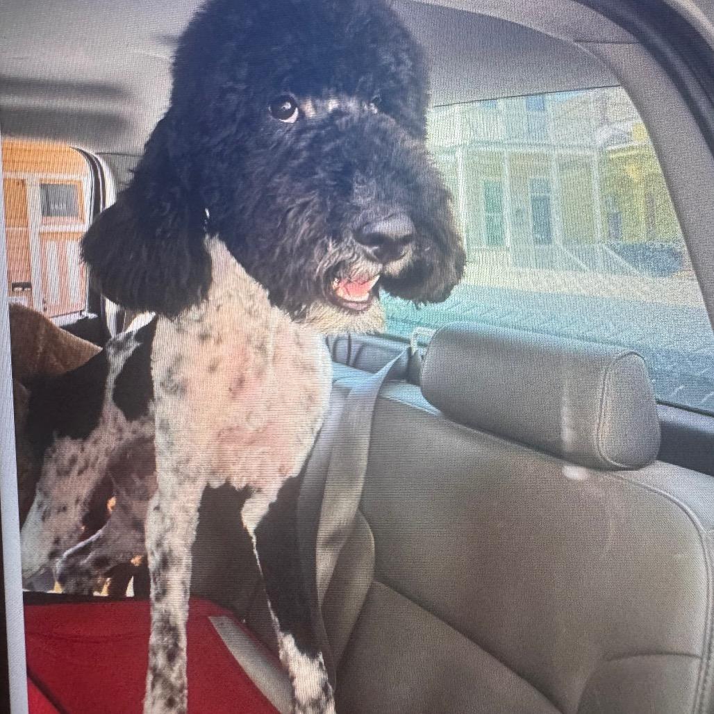 Sugar Bell, a Adoptable Standard Poodle in New Orleans, LA image 2/3