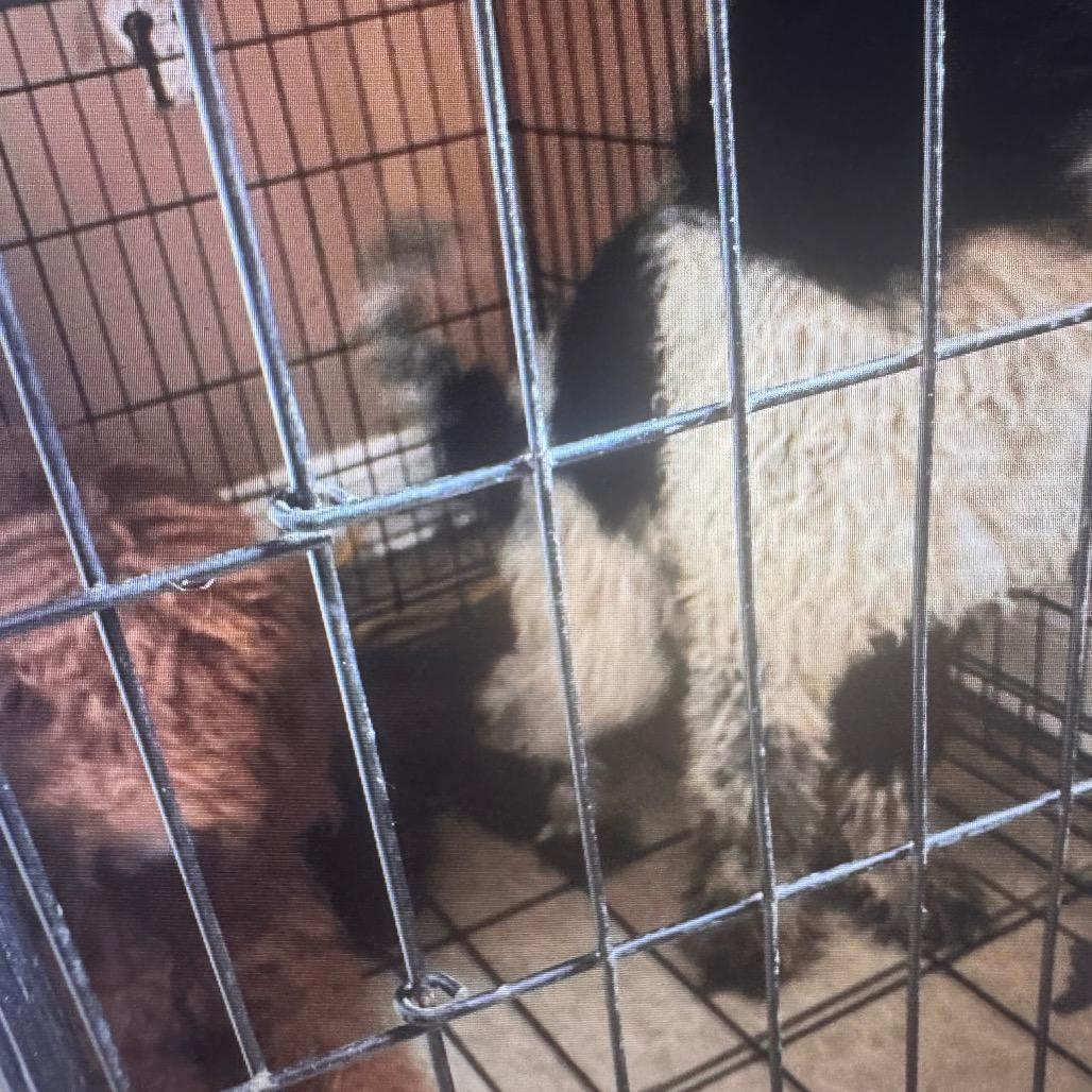 Sugar Bell, a Adoptable Standard Poodle in New Orleans, LA image 3/3