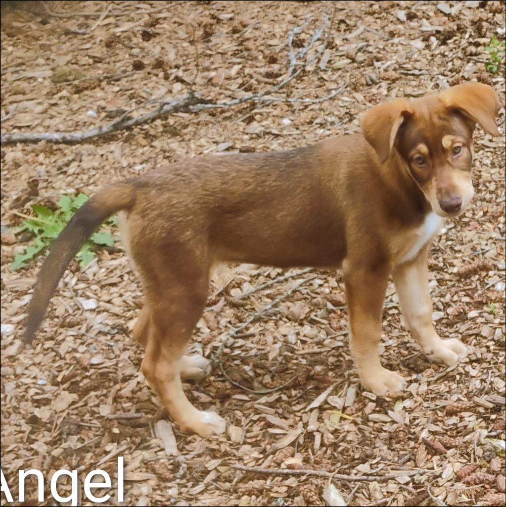 Angel, a Adoptable mixed breed in Thompson Falls, MT image 1/2