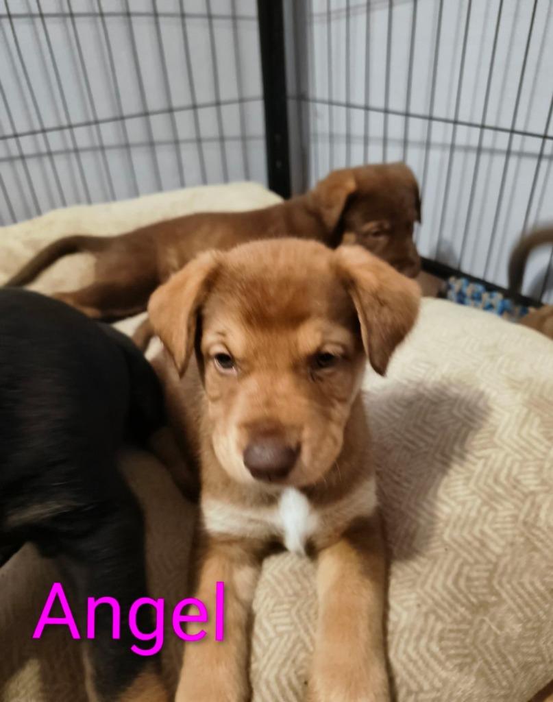 Angel, a Adoptable mixed breed in Thompson Falls, MT image 2/2