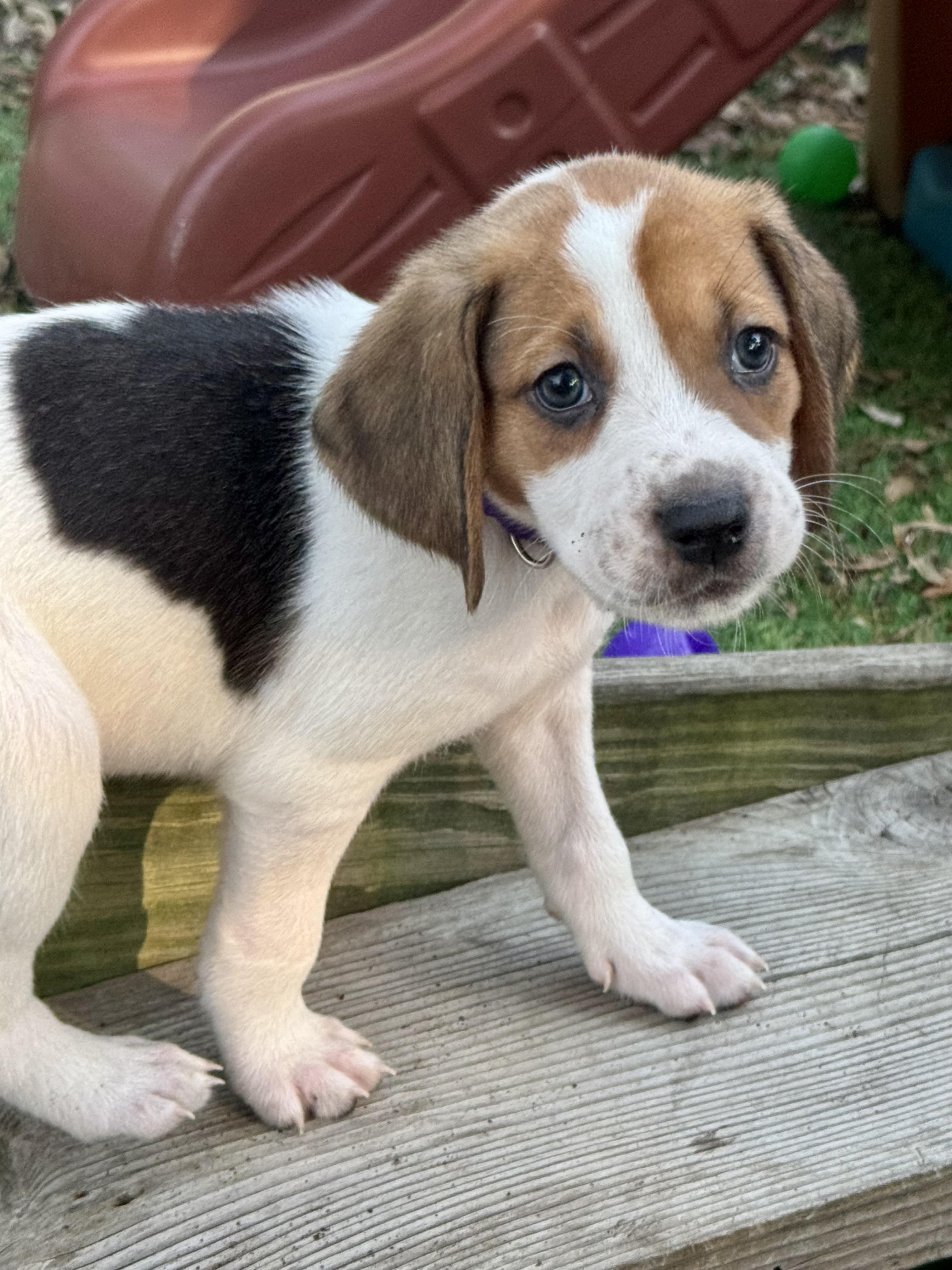 Enlarge Aspen, an adopted mixed breed in Collingswood, NJ image 2/6