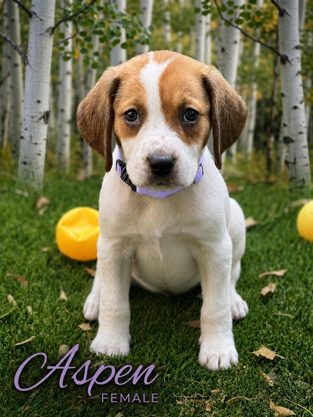 Enlarge Aspen, an adopted mixed breed in Collingswood, NJ image 1/6