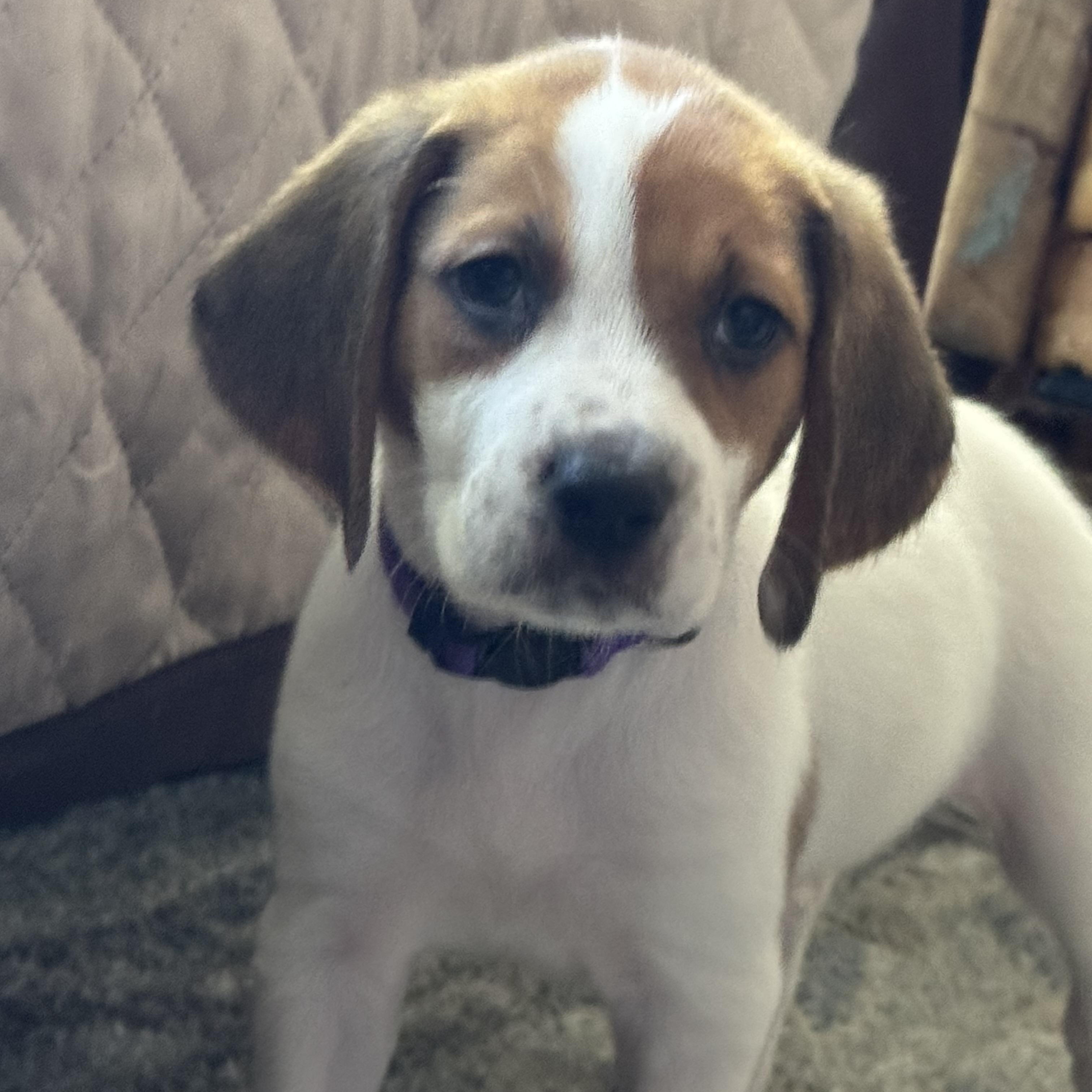 Enlarge Aspen, an adopted mixed breed in Collingswood, NJ image 4/6