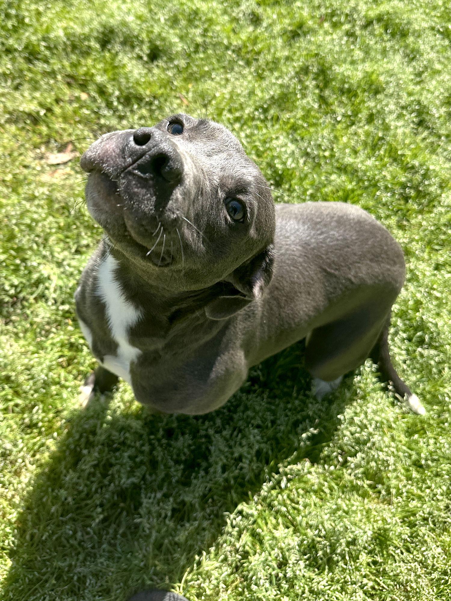Patches, a Adoptable Mixed Breed in Eastman, GA image 1/3