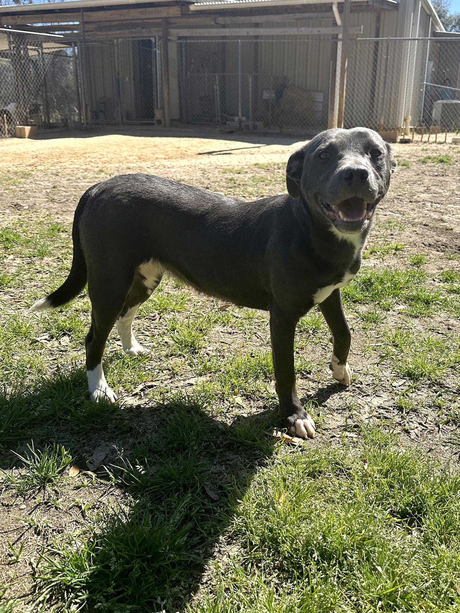 Patches, a Adoptable Mixed Breed in Eastman, GA image 2/3