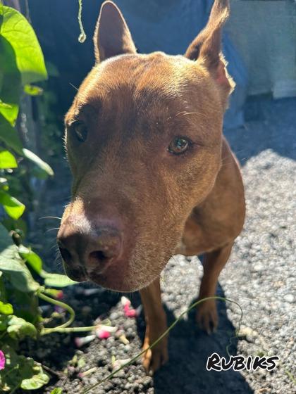 Rubiks — thumbnail 2