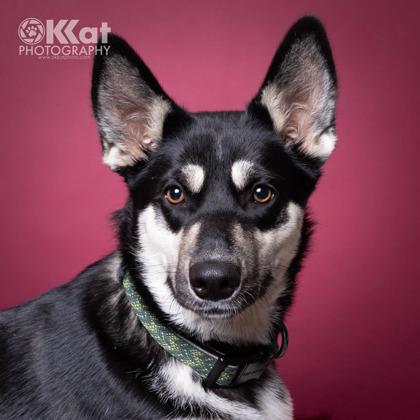 Enlarge Maxine 50985, an adopted Mixed Breed in Oklahoma City, OK image 2/3