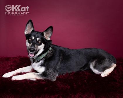 Enlarge Maxine 50985, an adopted Mixed Breed in Oklahoma City, OK image 3/3