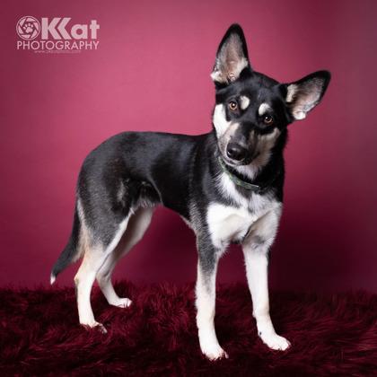 Maxine 50985, ADOPTABLE, Adult Female Mixed Breed.