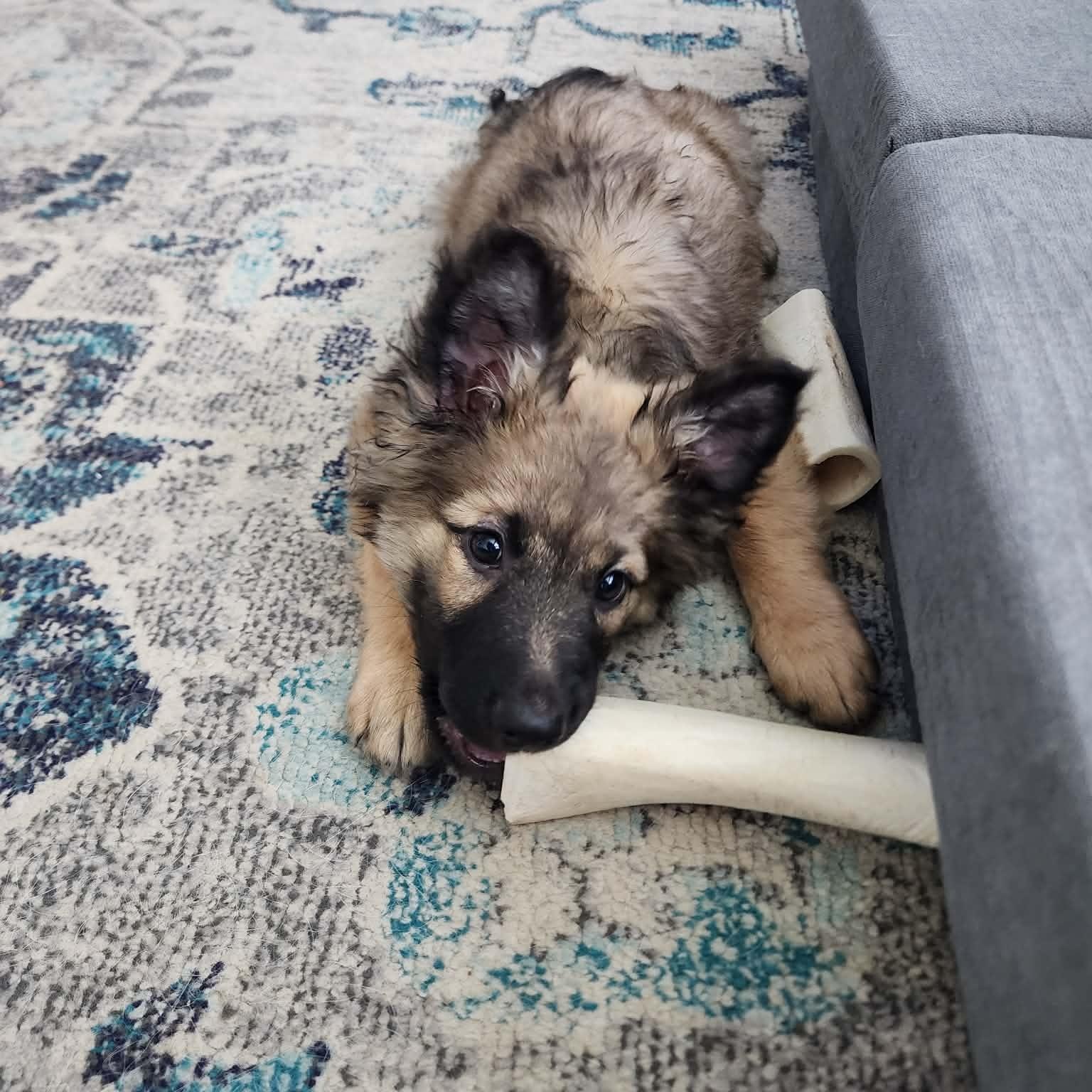 Enlarge Fitz, an adopted German Shepherd Dog in Justin, TX image 2/3
