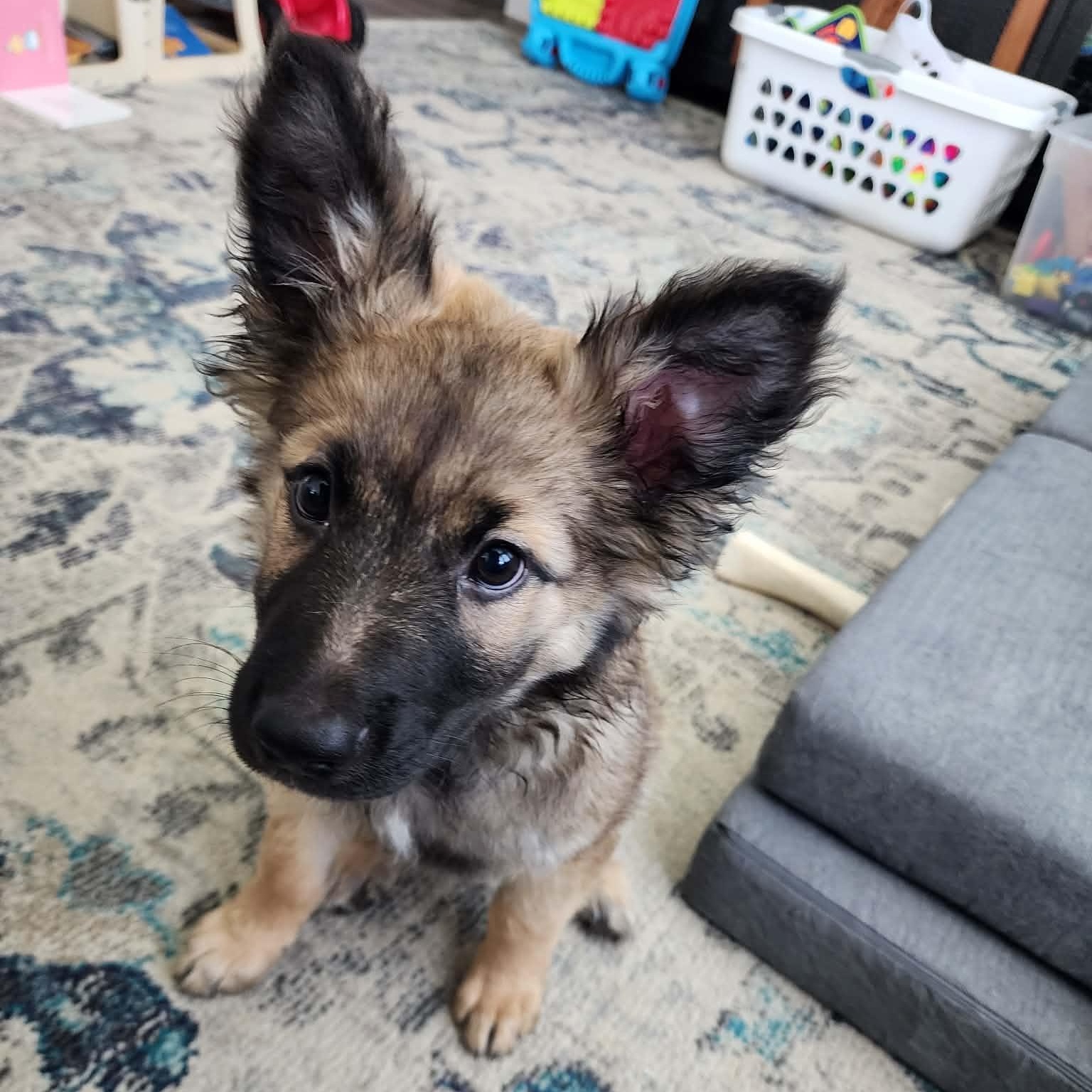 Fitz, adopted, Puppy Male German Shepherd Dog.