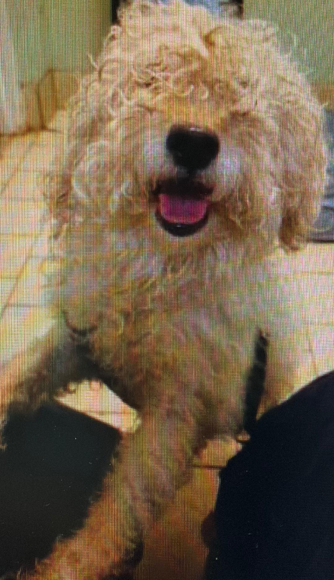 Spring-8/19/26, an adopted mixed breed in Lambertville, NJ image 2/2