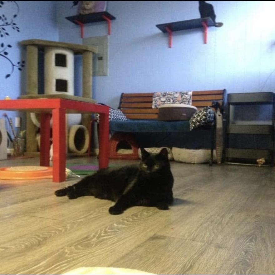 Ms Marvellous Marnie, a ADOPTABLE Domestic Short Hair in LAWNDALE, CA image 2/2