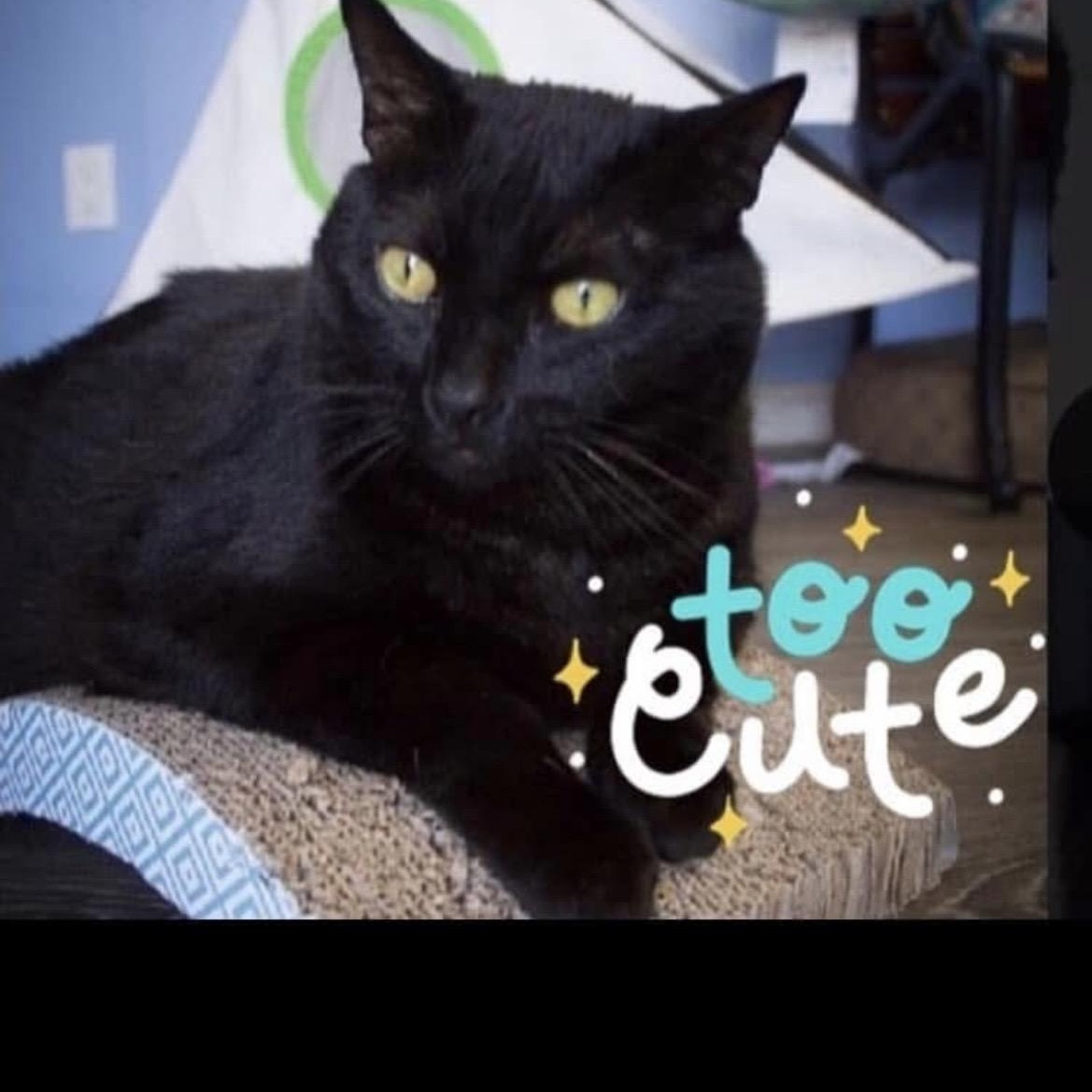 Ms Marvellous Marnie, a ADOPTABLE Domestic Short Hair in LAWNDALE, CA image 1/2