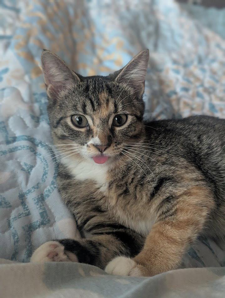 Dolly Purrton, Adopted, Young Female Domestic Short Hair.