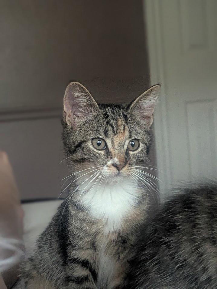 Enlarge Dolly Purrton, a Adopted Domestic Short Hair in Dripping Springs, TX image 2/3