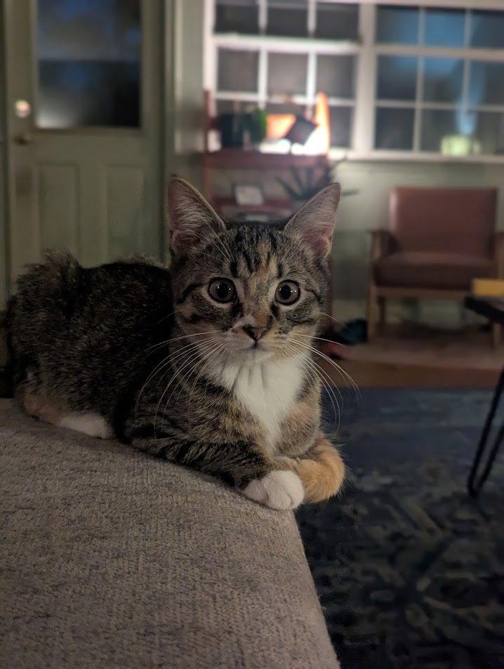 Enlarge Dolly Purrton, a Adopted Domestic Short Hair in Dripping Springs, TX image 3/3