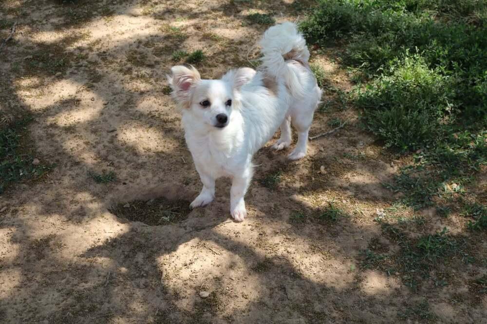 Paloma, Adoptable, Young Female Chihuahua.