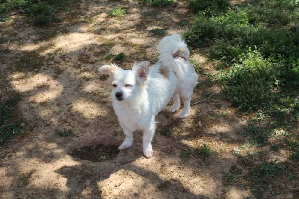 Enlarge Paloma, a Adoptable Chihuahua in McMinnville, TN image 3/3