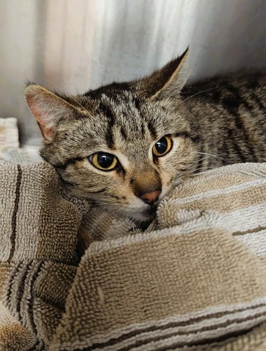 Lemon (Working Cat), an adoptable Domestic Short Hair in Oconto, WI, 54153 | Photo Image 1