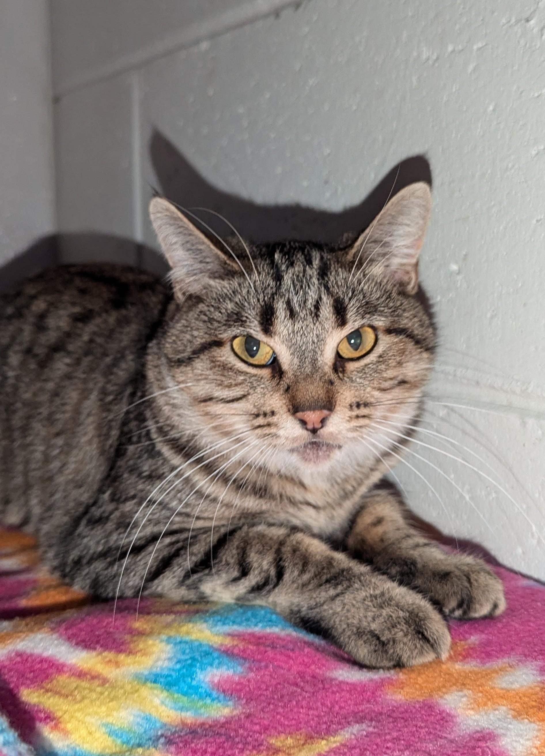 Lemon (Working Cat), an adoptable Domestic Short Hair in Oconto, WI, 54153 | Photo Image 2