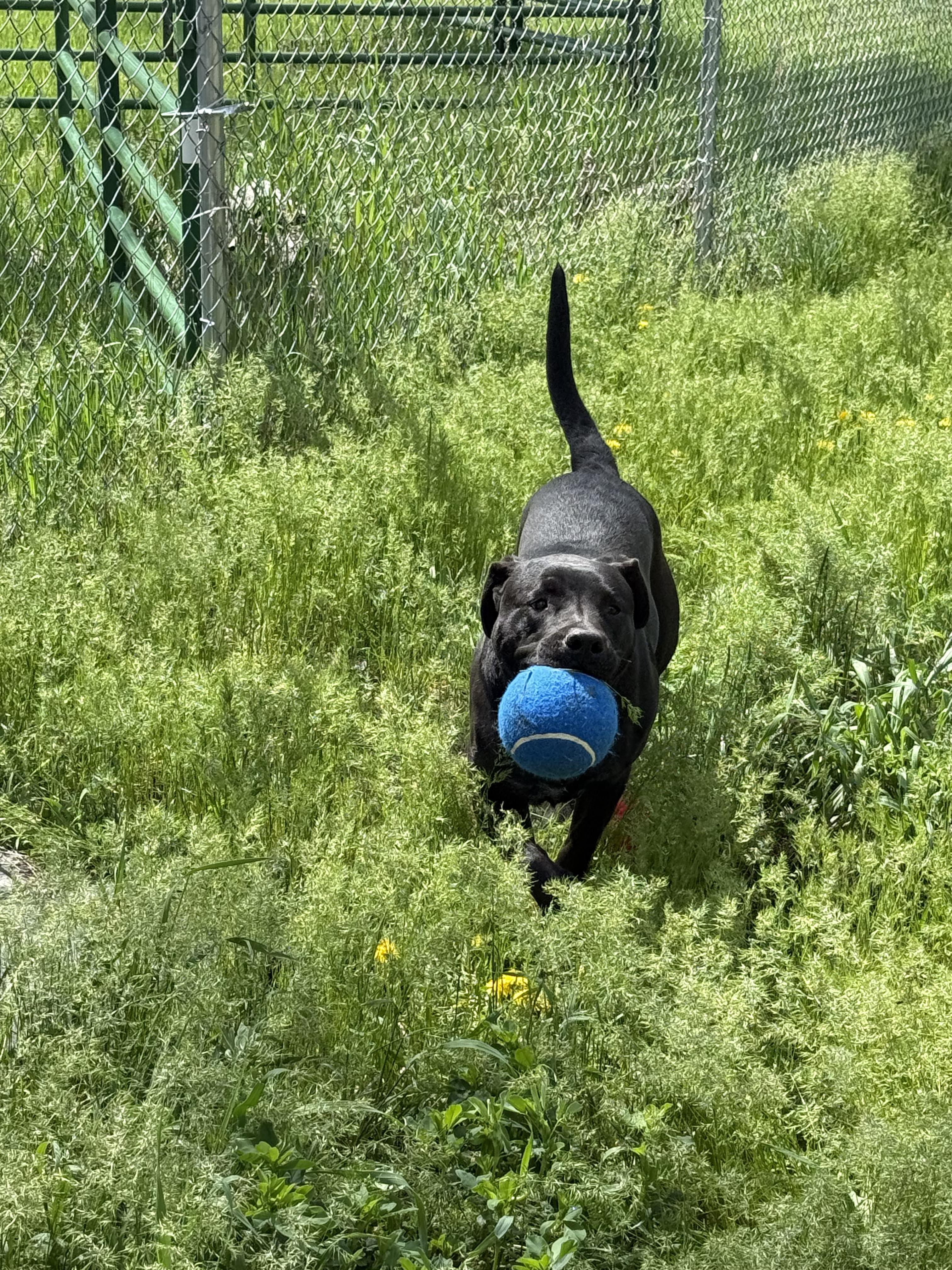 Enlarge Randy, a ADOPTABLE Pit Bull Terrier in Libby, MT image 1/2