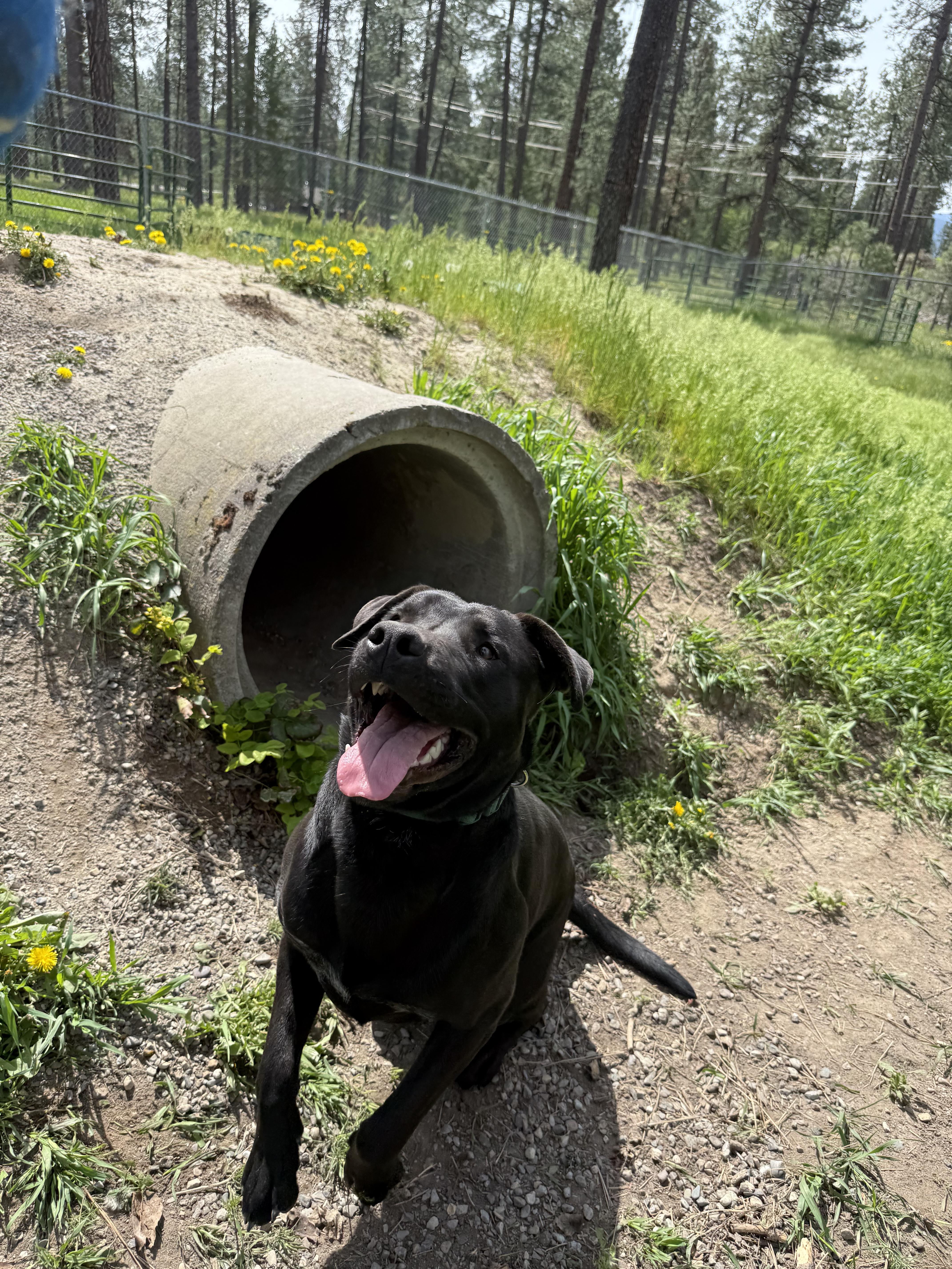 Enlarge Randy, a ADOPTABLE Pit Bull Terrier in Libby, MT image 2/2