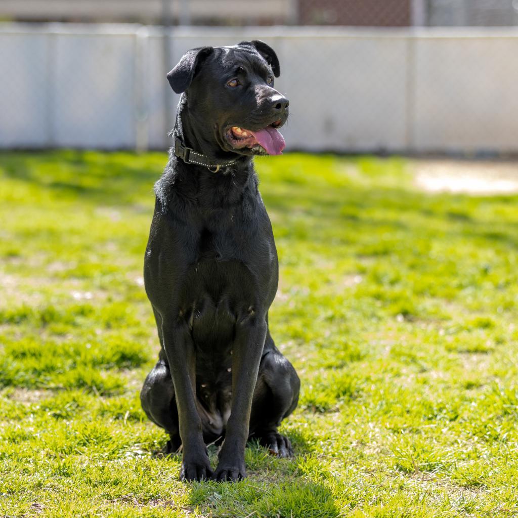 Wraven, Adoptable, Adult Female Black Labrador Retriever & Pit Bull Terrier.