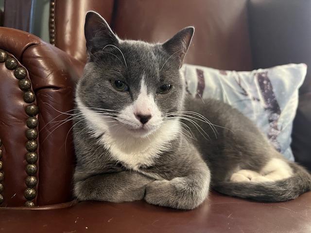 Sullivan, an adoptable Domestic Short Hair in Chesapeake Beach, MD image 2/3