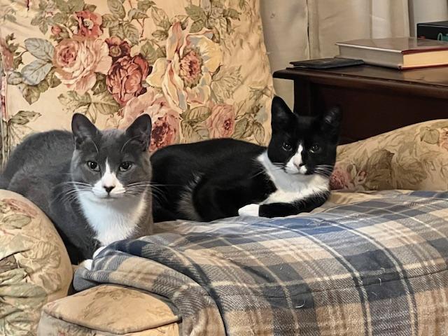 Sullivan, an adoptable Domestic Short Hair in Chesapeake Beach, MD image 1/3