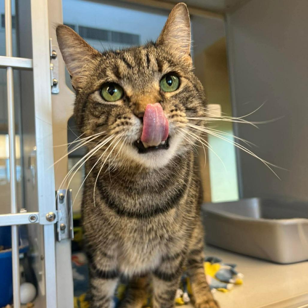 Beatrice, Adoptable, Adult Female Domestic Short Hair.